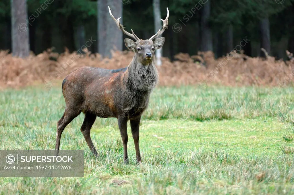 spotted deer, deer, stag, Sika, Cervus nippon, Japanese deer, stags, Asian deer, stags, Sikawild, rutting season, Sika, cloven-hoofed animal, real dee...
