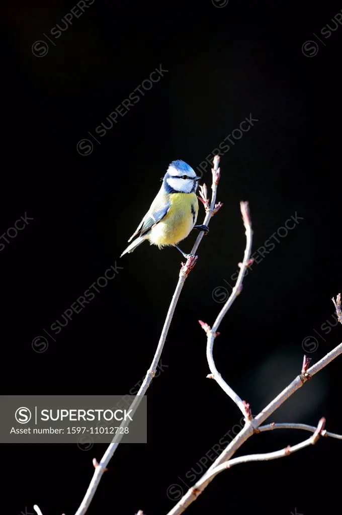Blue tit, Cyanistes caeruleus, titmice, titmouse, blue tits, bird, birds, songbirds, songbird, passerines, spring, animal, animals, Germany, Europe,