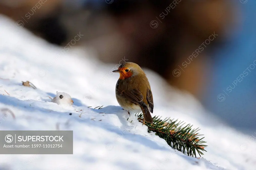 Redbreasts, robin, songbirds, passerines, fly, flycatchers, songbird, bird, birds, snow, animal, animals, Germany, Europe,