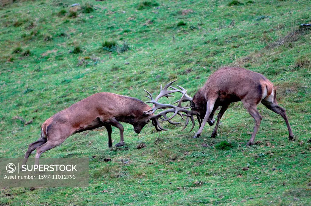 Red deer, antlers, antler, Cervid, Cervus elaphus, deer, stag, stags, hoofed animals, autumn, rut, animal, animals, Germany, Europe,