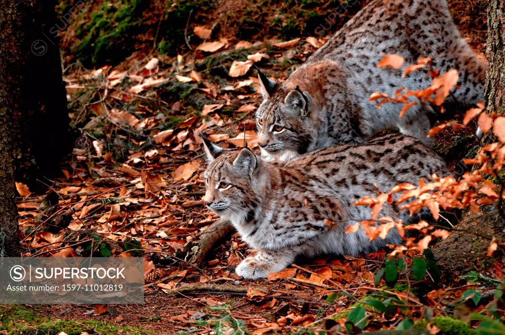 Lynx, cat, big cat, predator, cats, wildcat, big cats, lynxes, fur animals, ambusher, animal, animals, Germany, Europe,