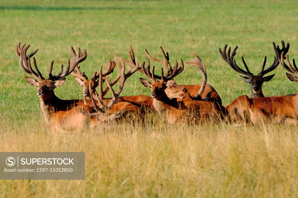 Red deer, antlers, antler, Cervid, Cervus elaphus, deer, stag, stags, hoofed animals, piston deer, animal, animals, Germany, Europe,