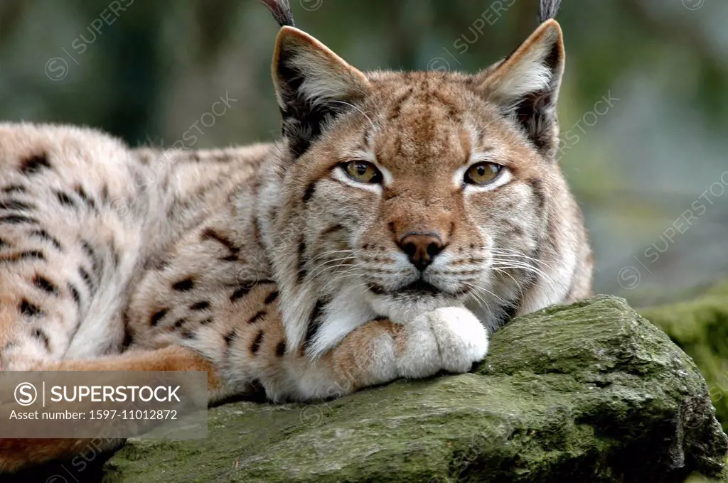 Lynx, cat, big cat, predator, cats, wildcat, big cats, lynxes, fur animals, ambusher, animal, animals, Germany, Europe,