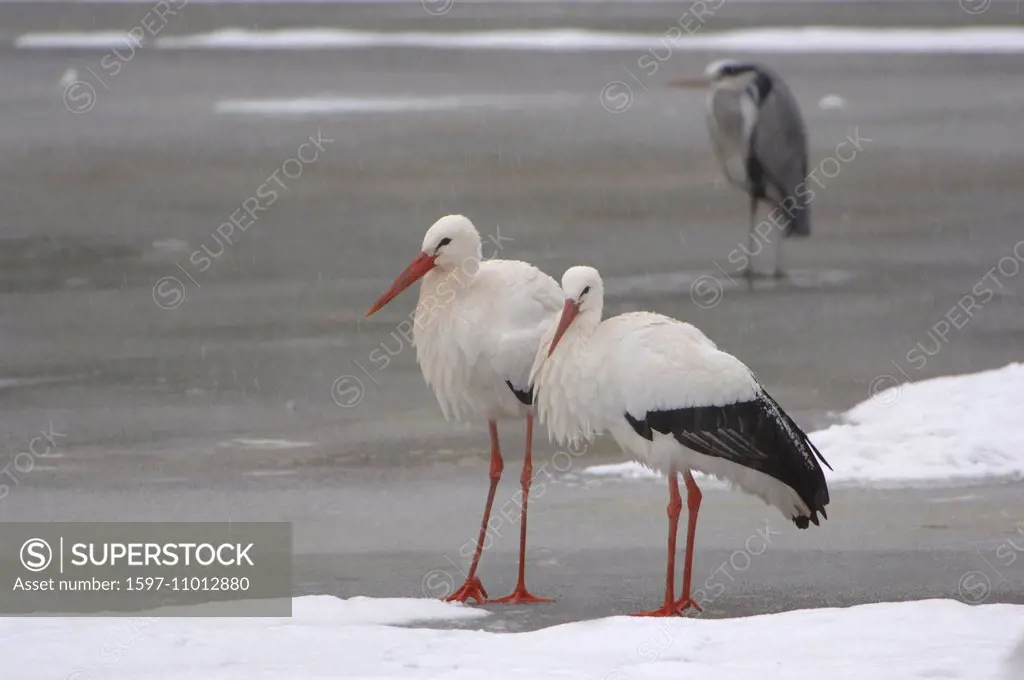 White stork, stork, storks, birds, animal, animals, Germany, Europe,