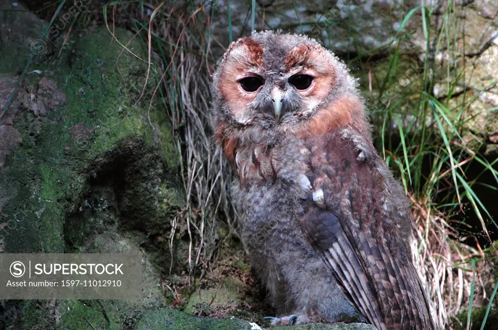 Tawny owl, owl, owls, birds, aves, owl, Strigidae, Strix Aluco, night, raptor, bird of prey, animal, animals, Germany, Europe,
