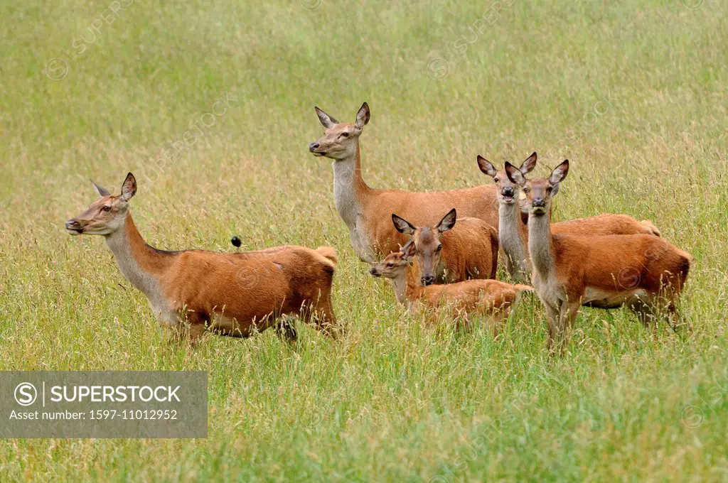 Red deer, antlers, antler, Cervid, velvet, antlers, red deer, spring, red deer, early summer, antlers, red deer, animal, animals, Germany, Europe,