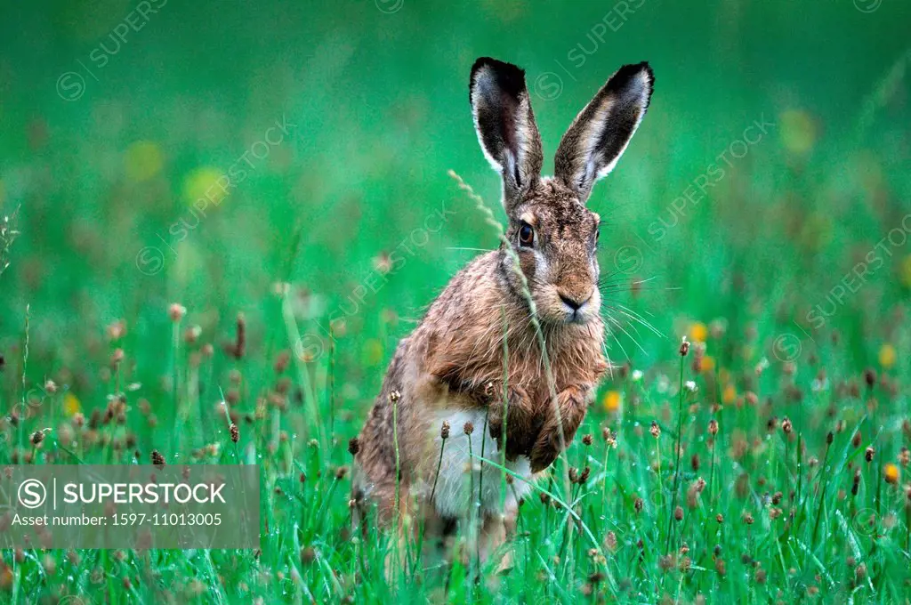 Hare, Rabbit, Lepus europaeus Pallas, hares, rabbits, field hares, field hare, bunny, hare, rabbit, field hare, grass, jump, animal, animals, Germany,...