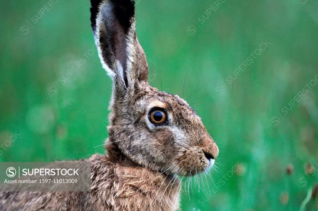 Hare, Rabbit, Lepus europaeus Pallas, brown hare, bunny, grass, portrait, animal, animals, Germany, Europe,