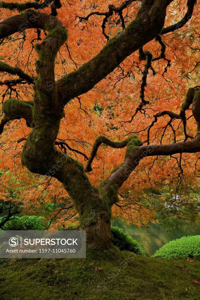 pond, water, fall, maple, maples, fall colour, Portland, garden, Japanese Garden, zen, Oregon, OR, USA, America, United States, architecture, structur...