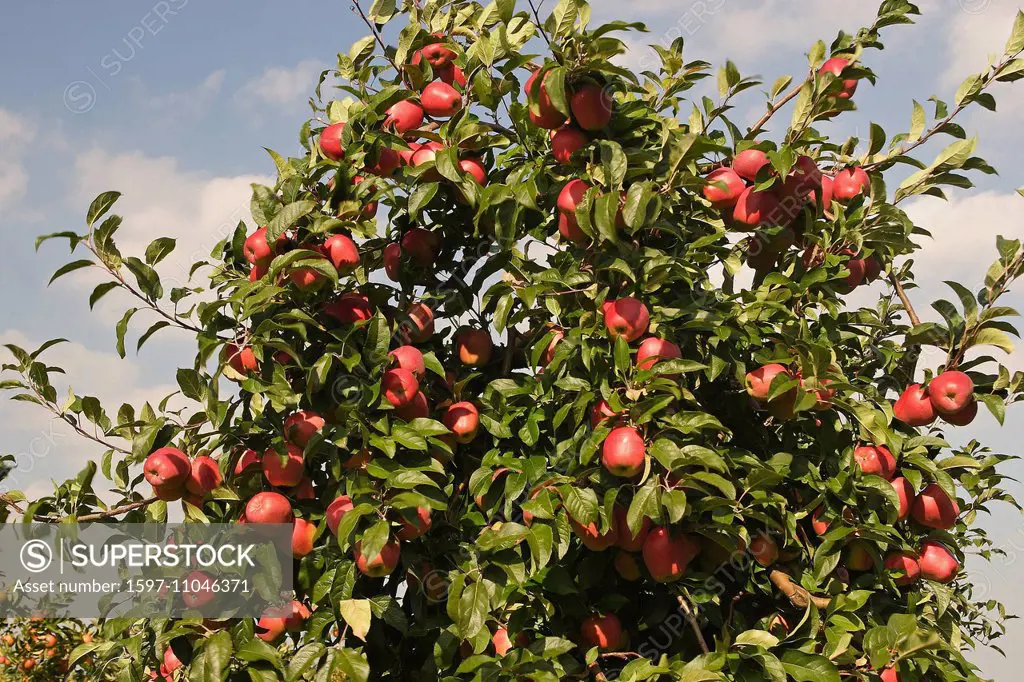 Apples, apple tree, apple harvest, agriculture, fruit, North Germany, fruit, fruit cultivation, Obstanbaugebiet, fruit-tree, ripe,