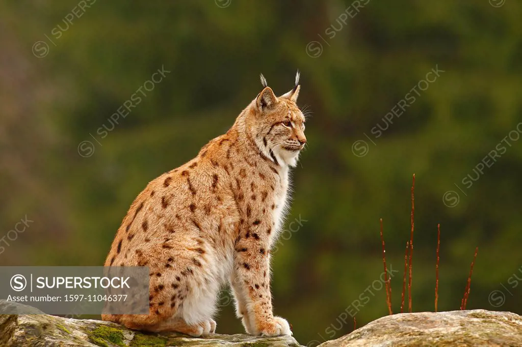 European, fauna, Feloidea, catlike, land vertebrate, lynx, lynxes, lynx lynx, Mammalia, nature, predator, mammal