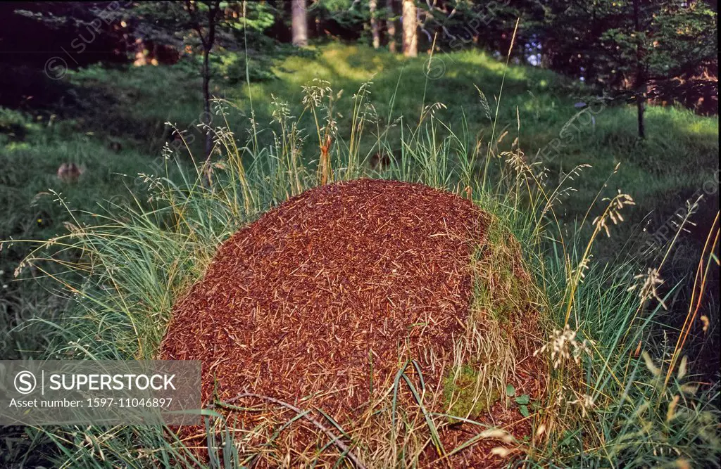 Bavaria, Germany, Europe, Upper Bavaria, animals, animal, insects, ant, red ant, ant-hill, wood, forest, Formica