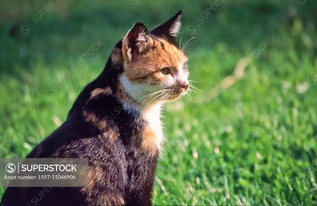 Animal, animals, fauna, animal world, cat, house cat, tomcat, hangover, Felis silvestris catus