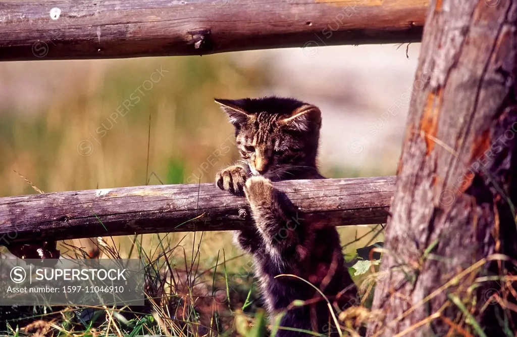 Animal, animals, fauna, animal world, cat, house cat, tomcat, hangover, Felis silvestris catus, play, fence,