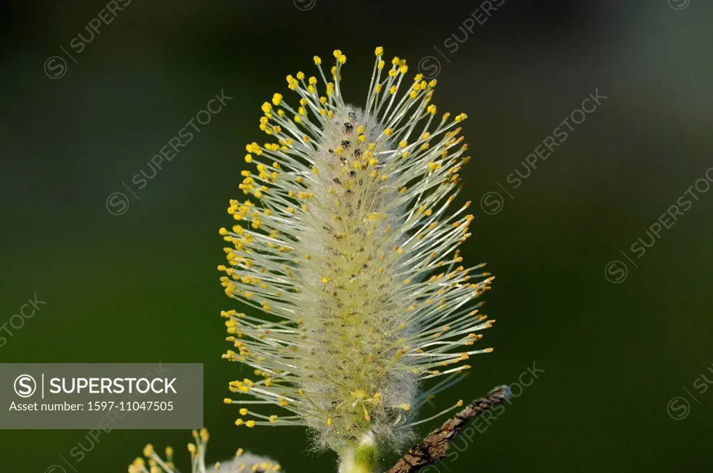 Grey Willow, Salix cinerea, Salicaceae, Willow, willow catkin, blossoms, Department Aube, Champagne, France, Europe,