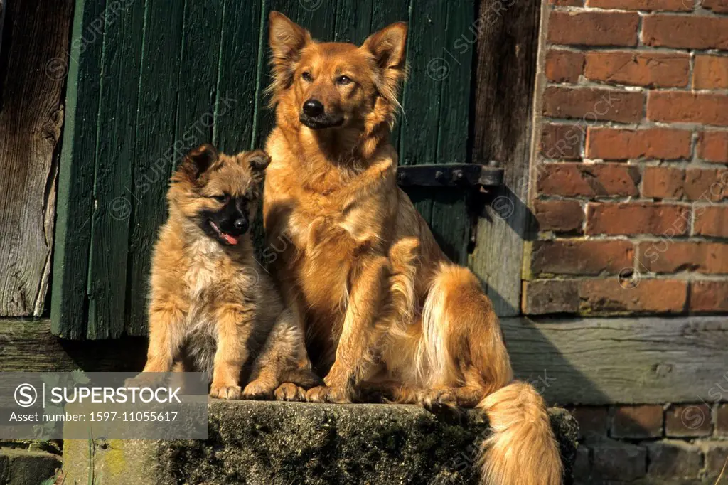 Harz fox, Harzer Fuchs, domestic animal, pet, dog, young, portrait, puppy,