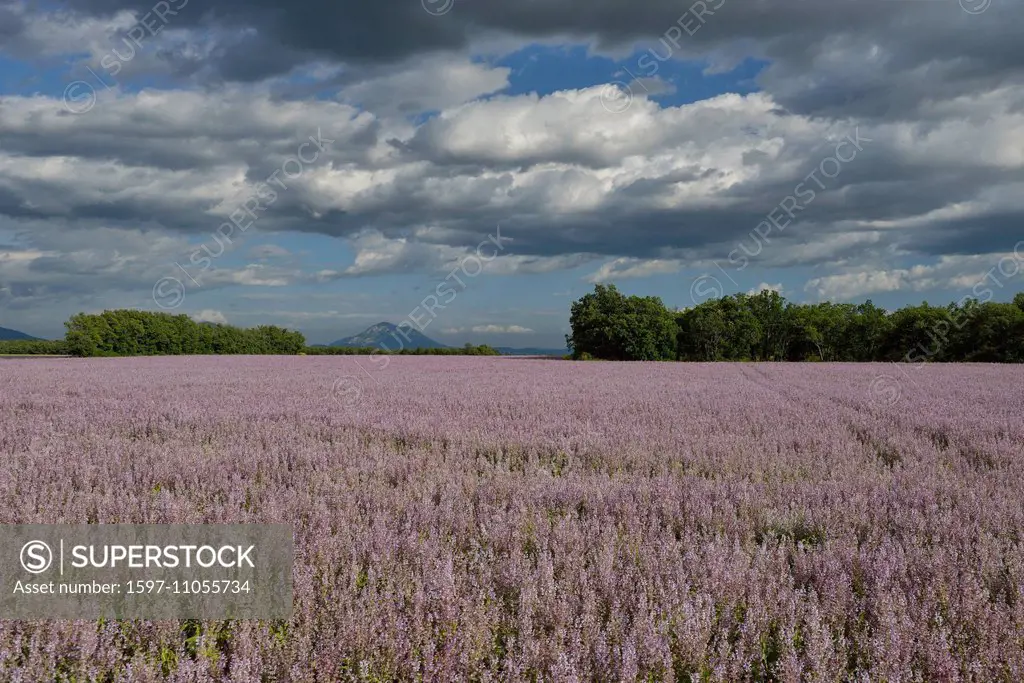 France, Provence, landscape, flowers, bloom, summer, french, bloom, field, Valensole, Alpes de Haute Provence,