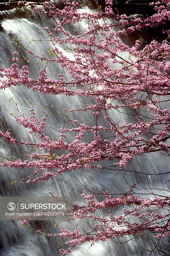 Waterfall, Blossoms, Springtime, Blue Ridge Parkway, Virginia