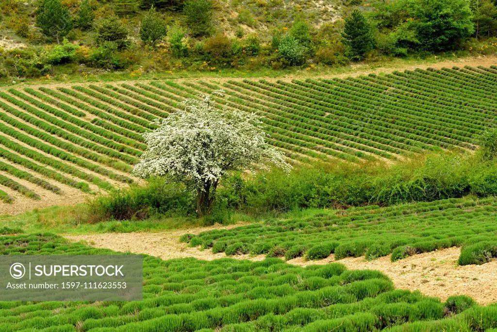 English Lavender, Lavandula angustifolia, Lamiaceae, plantation, blooming fruit tree, Col de Peyruergue, La Batie Verdun, Baronnies, Drôme department,...