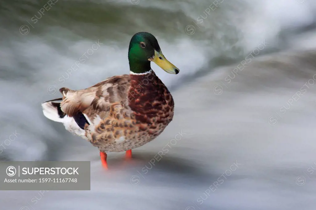 Movement, duck, nature, portrait, Switzerland, lake, mallard, water, flow, river, flow, male,