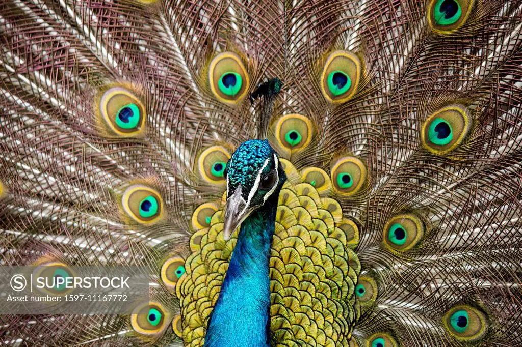 Animal, Bird, Indian peafowl, Blue, male, Phasianidae, Galliformes, Pavo cristatus, Switzerland