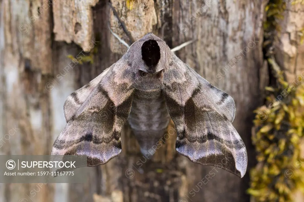 Animal, Insect, Moth, Hawk-Moth, Eyed Hawk-Moth, Sphingidae, Lepidoptera, Smerinthus ocellata, Switzerland
