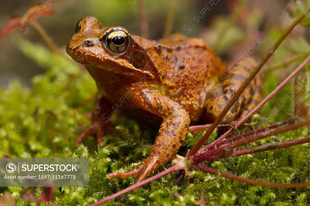 Nature, Animal, Frog, Common frog, Grass Frog, Amphibia, Rana temporaria, Switzerland