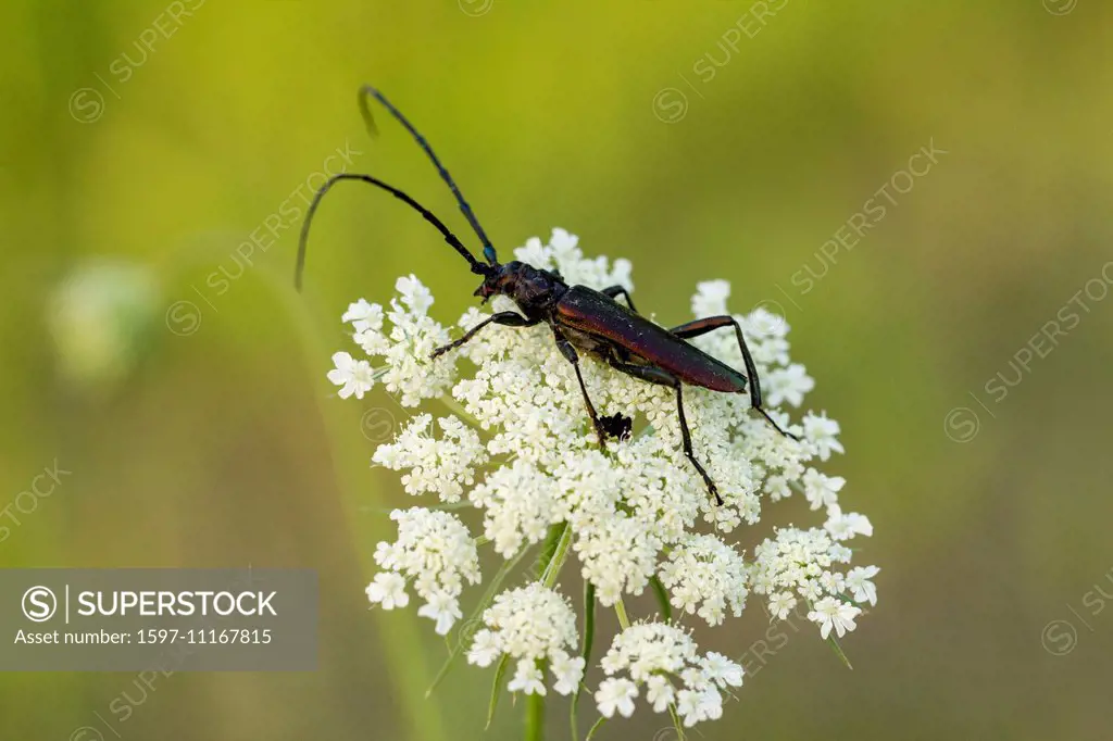 Animal, Insect, Beetle, Musk beetle, Longhorn Beetle, Aromia moschata, Switzerland