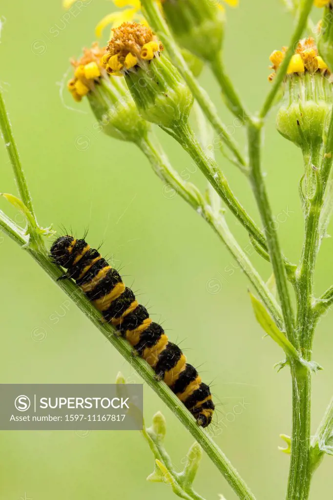 Animal, Insect, Butterfly, Moth, Caterpillar, Cinnabar moth, Tyria jacobaeae, Lepidoptera, Arctiidae, Switzerland