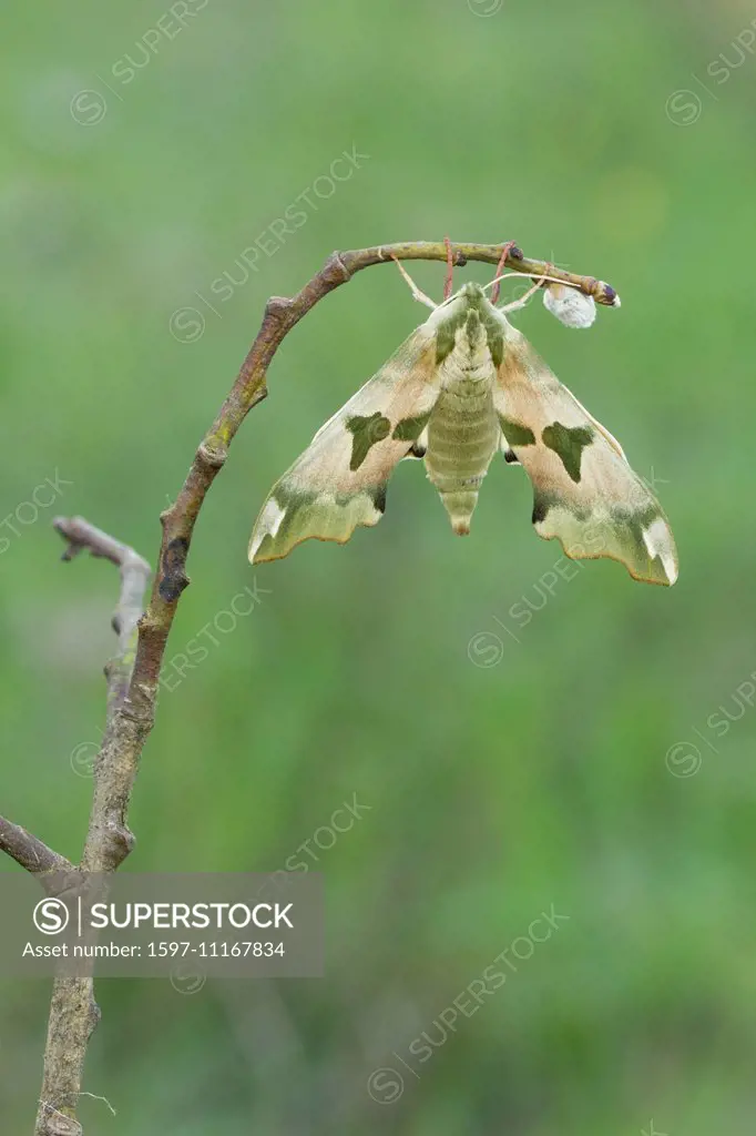 Animal, Insect, Butterfly, Moth, Hawk Moth, Lime Hawk-moth, Mimas tiliae, Switzerland