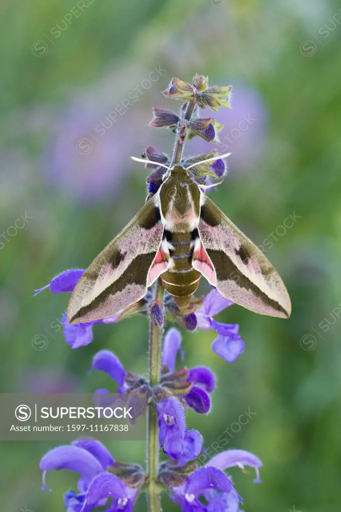 Animal, Insect, Moth, Hawk-Moth, Sphingidae, Hyles euphorbiae, Spurge Hawk-moth, Switzerland