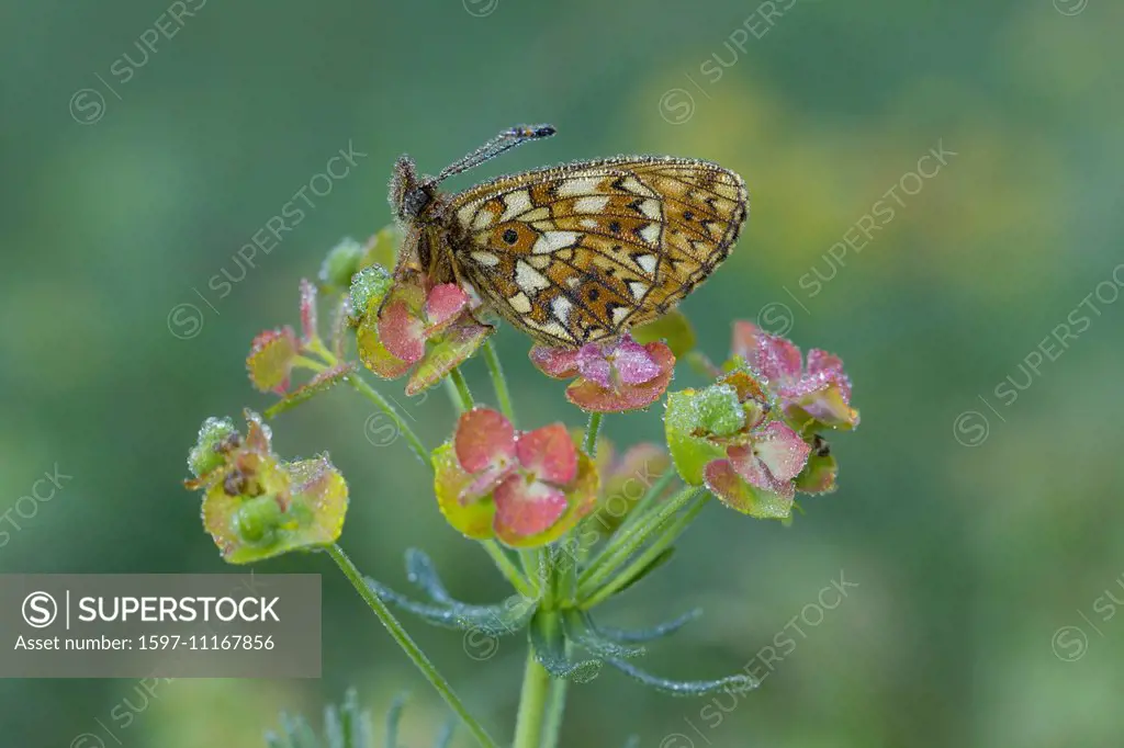 Animal, Insect, Butterfly, Boloria selene, Silver-bordered Fritillary, Small Pearl-bordered Fritillary, Lepidoptera, Switzerland
