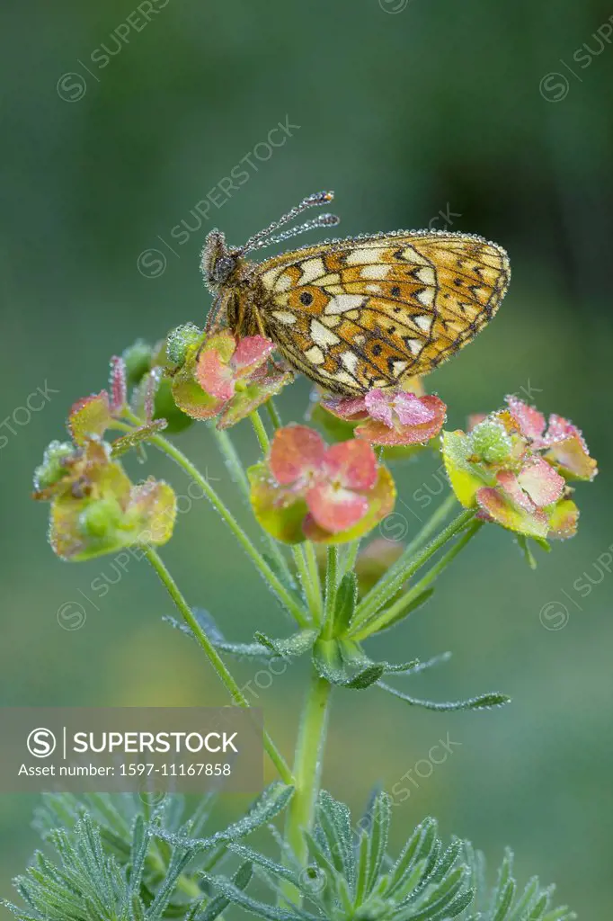 Animal, Insect, Butterfly, Boloria selene, Silver-bordered Fritillary, Small Pearl-bordered Fritillary, Lepidoptera, Switzerland