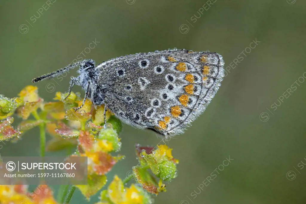 Animal, Insect, Butterfly, Blue, Polyommatus icarus, Common Blue, Lepidoptera, Switzerland