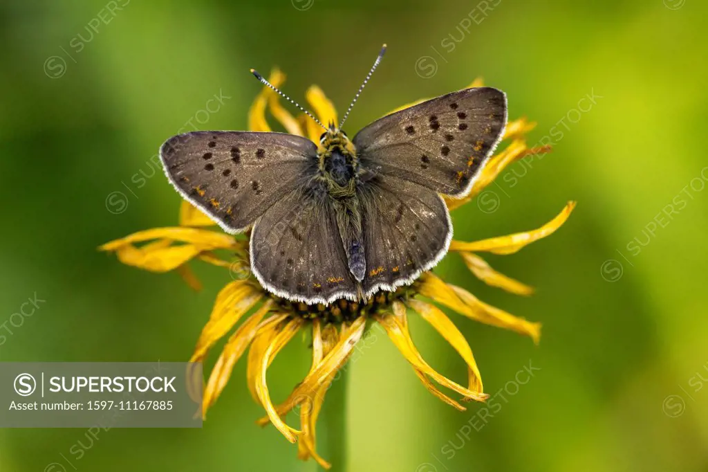 Animal, Insect, Butterfly, Lepidoptera, Sooty Copper, Lycaena tityrus, Lycaenidae, blue, Switzerland
