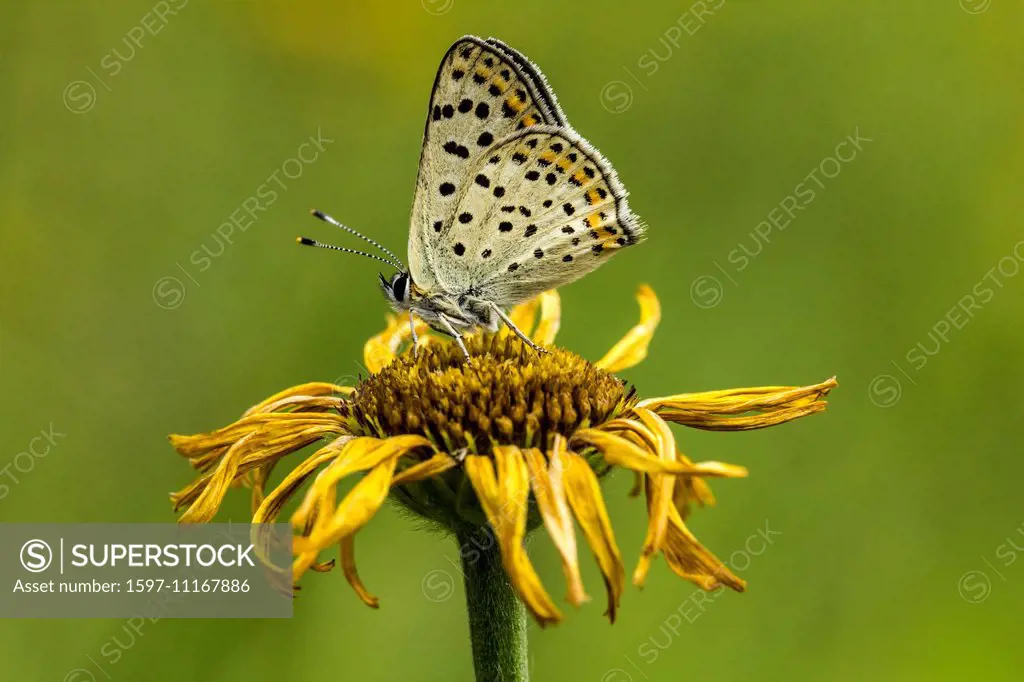 Animal, Insect, Butterfly, Lepidoptera, Sooty Copper, Lycaena tityrus, Lycaenidae, blue, Switzerland