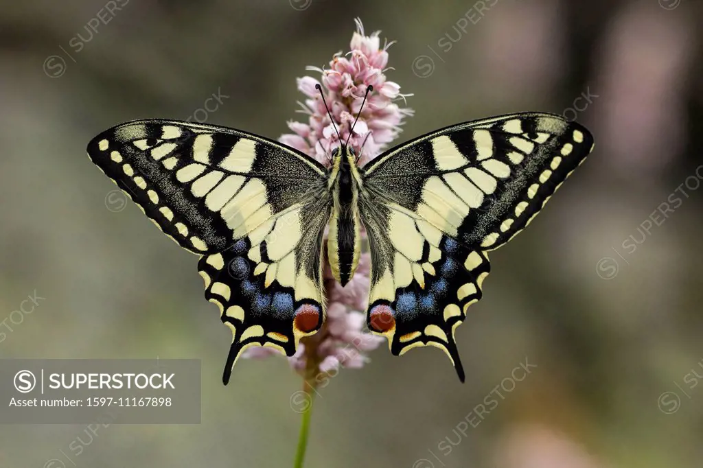 Animal, Insect, Butterfly, Lepidoptera, Swallowtail, Old World swallowtail, Papilionidae, Papilio machaon, Switzerland