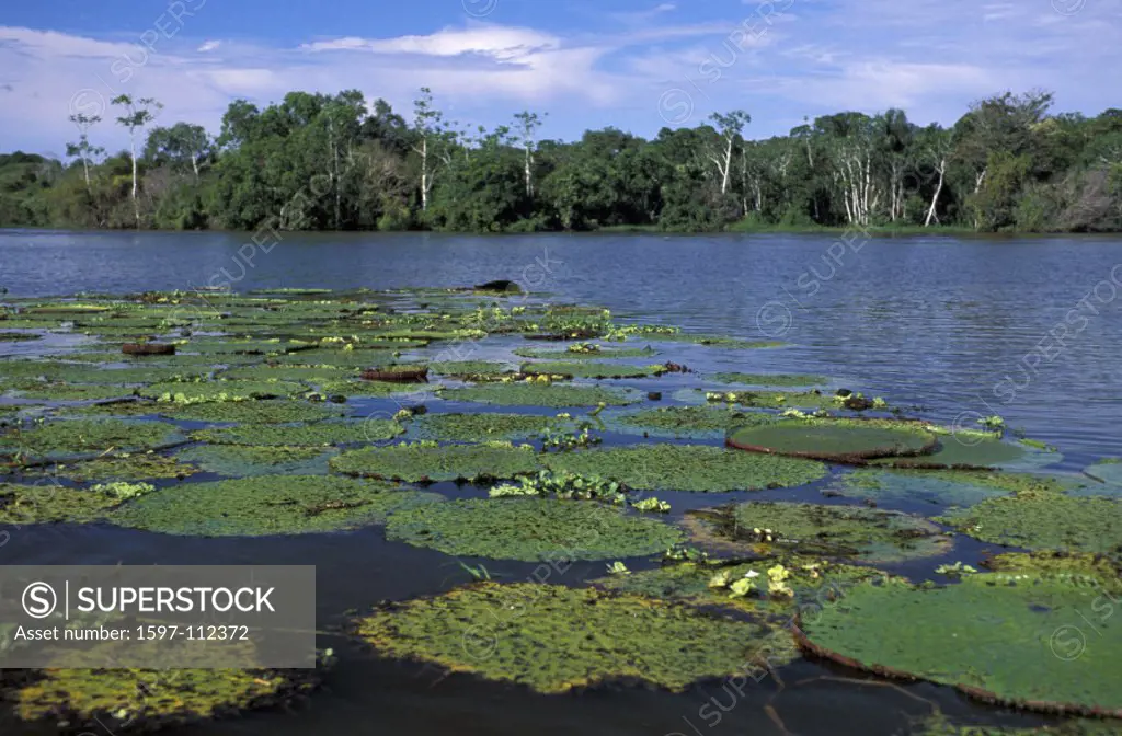 Water Lilies, Rio Negro, landscape, plants, near Manaus, Amazon, Brazil, South America