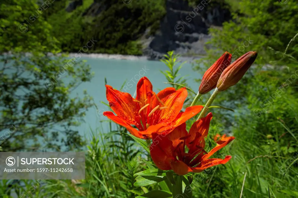 Surselva, fire lily, reservoir, Pigniu, canton, GR, Graubünden, Grisons, flower, flowers, mountain flower, Switzerland, Europe,