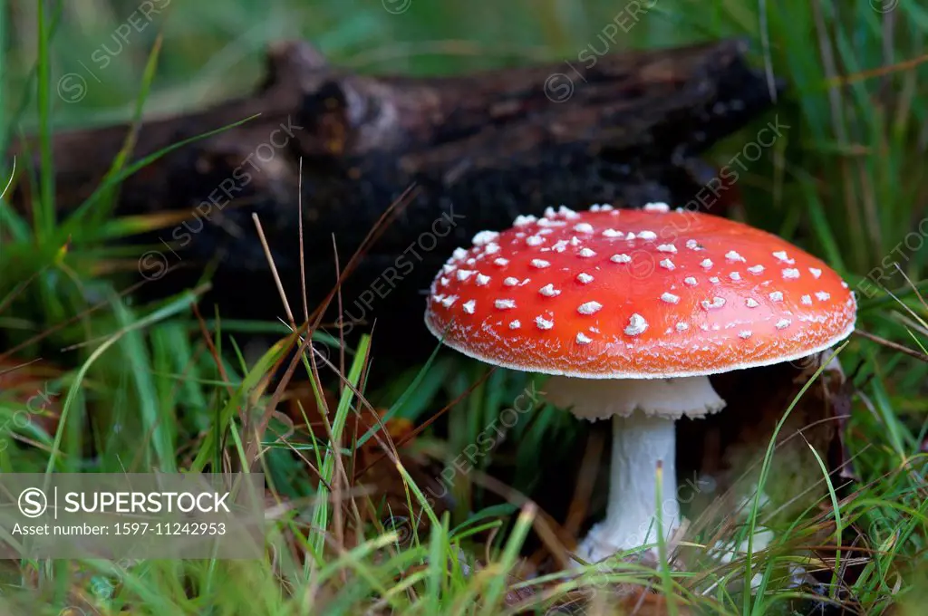 Fly amanita, Fly agaric, mushroom, poisonous, champignon, red,