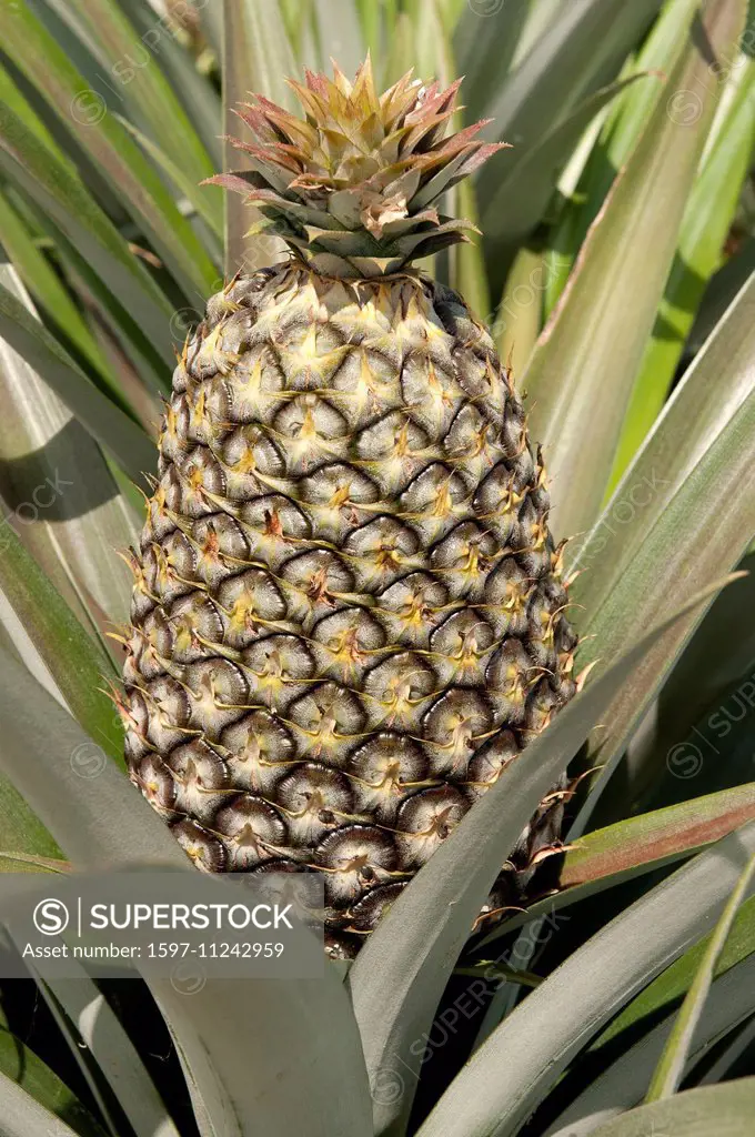 Pineapple, Ananas, Ananas comosus, Thailand, Asia, cultur, fruit, culture,