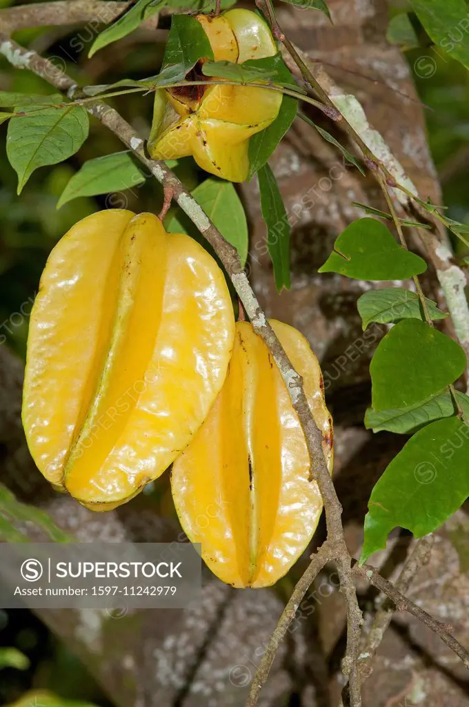 Carambola, fruit, Averrhoa carambola, Thailand, Asia, Carambole, food