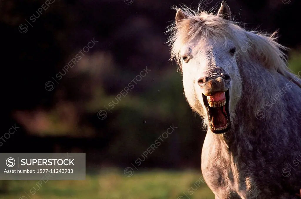 Horse, laughing, mammal, portrait, head, animal