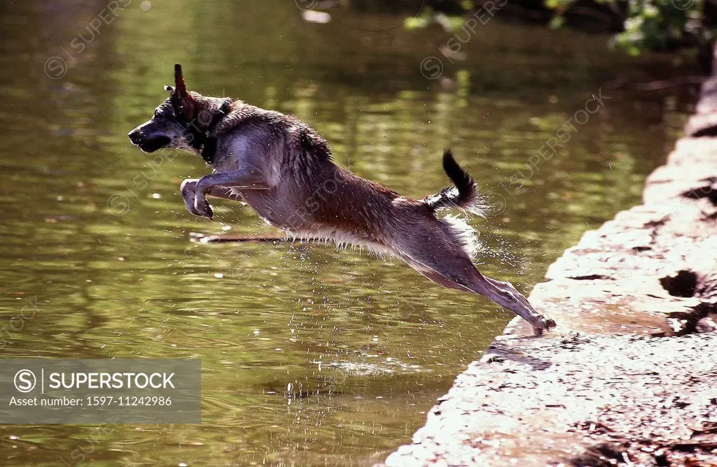 Dog, Jump, water, Canis familiaris, animal