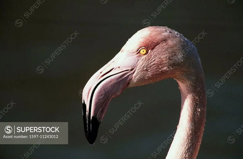 bird, Great flamingo, Portrait, Phoenicopterus roseus, head,