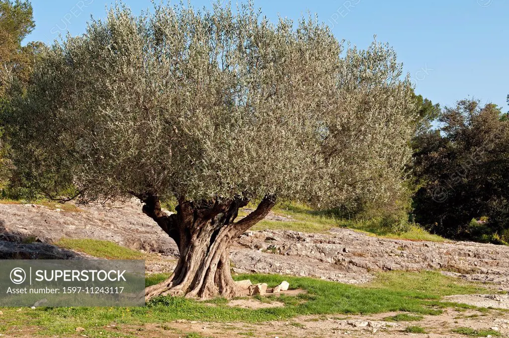 olives, Olive tree, France, Olea europaea,