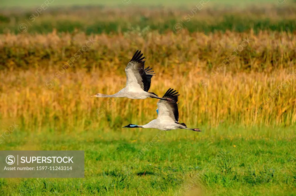 Crane, grus grus, birds, cranes, gray cranes, Mecklenburg-West Pomerania, Germany