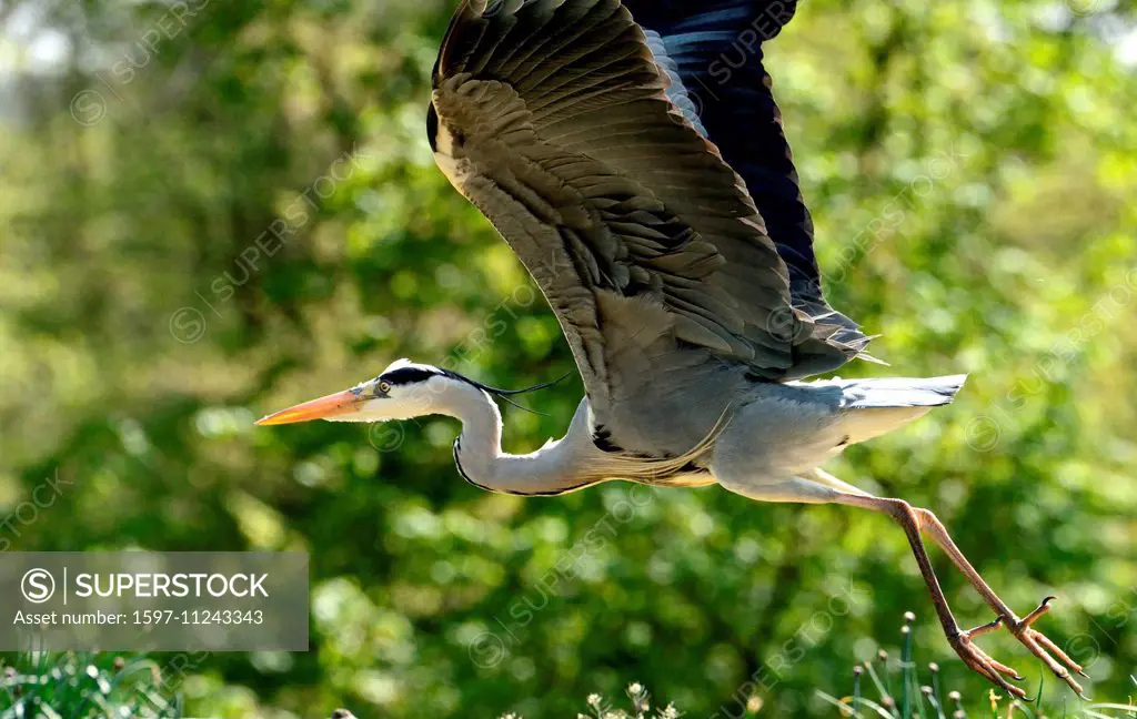 Gray heron, heron, common heron, Ardea cinerea, bird, birds, water birds, fish hunter, animals, wild animals, Germany