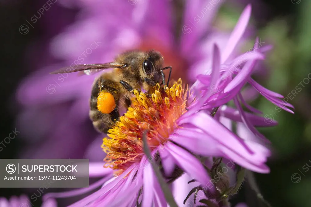 Bee, flowers, garden, insects, nature, animals, wilderness, wild animals