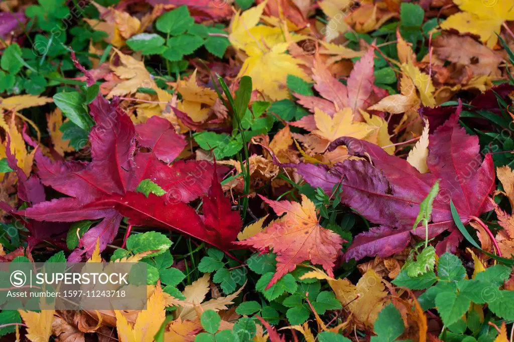 Leaves, colors, garden, autumn, autumn colors, Switzerland, colorful, foliage
